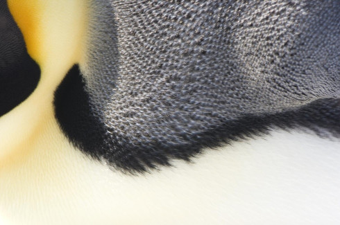 Snímek Putování tučňáků: Volání oceánu