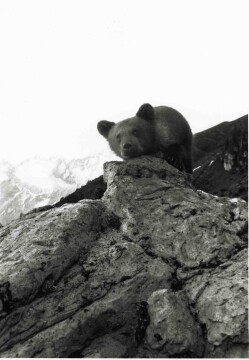 Snímek Medvěd