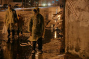 Stray Dogs photo