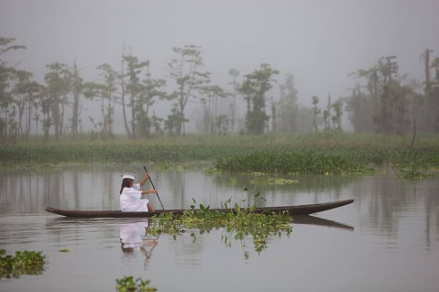 Picture Crocodile