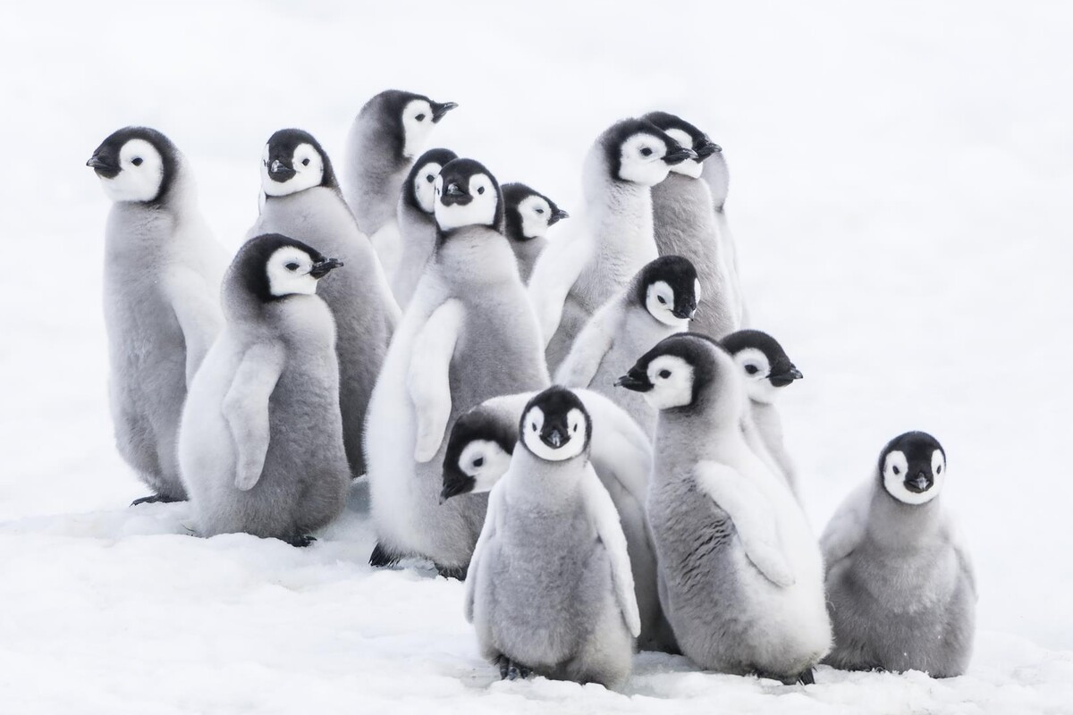 Snímek Putování tučňáků: Volání oceánu