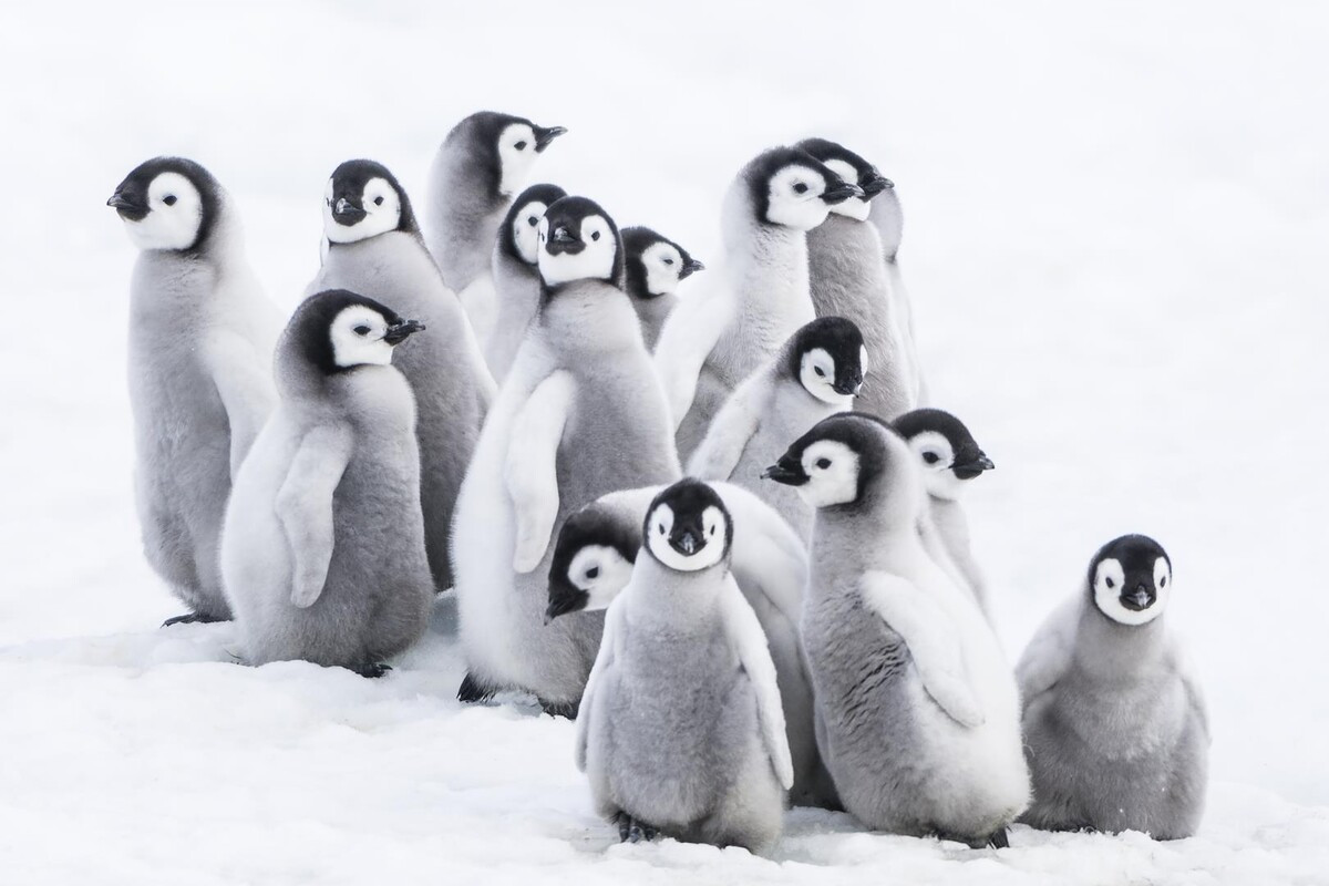 Picture March of the Penguins 2: The Call
