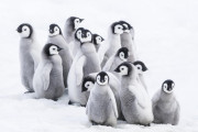 Putování tučňáků: Volání oceánu foto