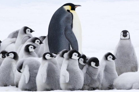 Picture March of the Penguins 2: The Call