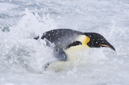 Picture March of the Penguins 2: The Call