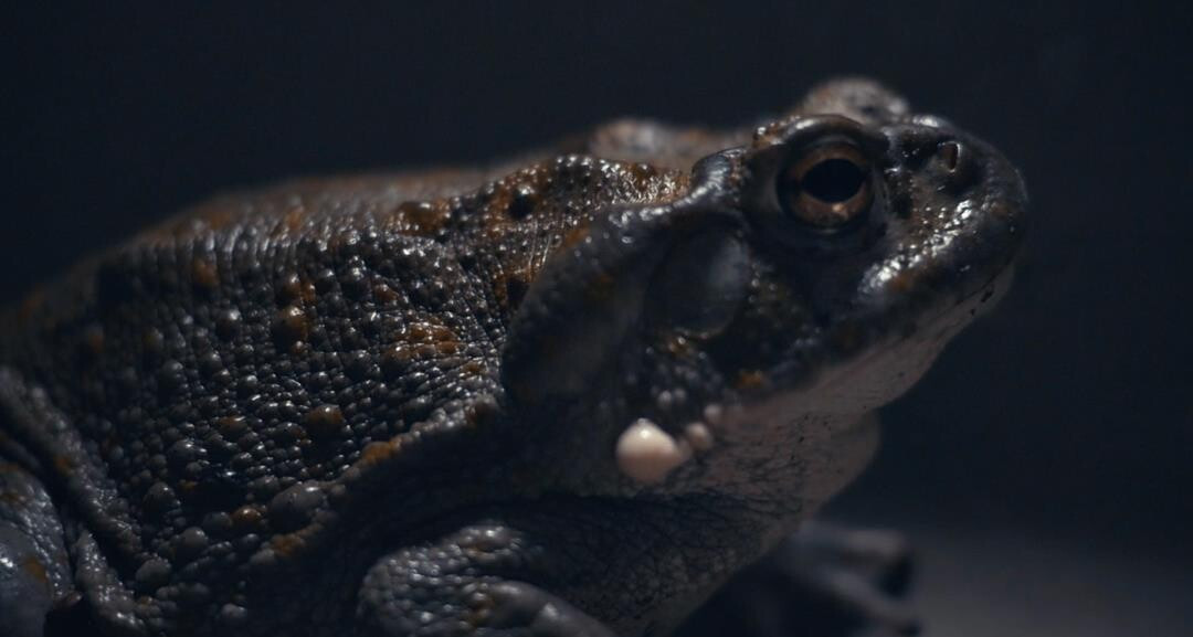 Snímek Bufo Alvarius - The Underground Secret