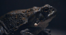 Bufo Alvarius - The Underground Secret foto