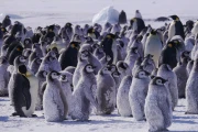 Hostile Planet: Oceans photo