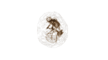 Hominidae photo
