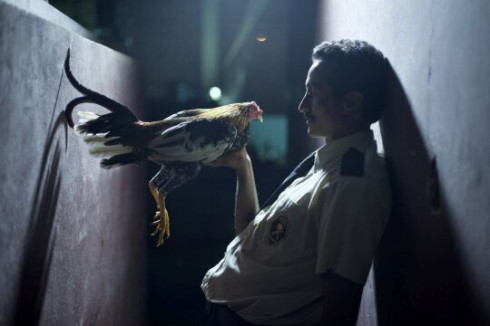 Picture All About the Feathers